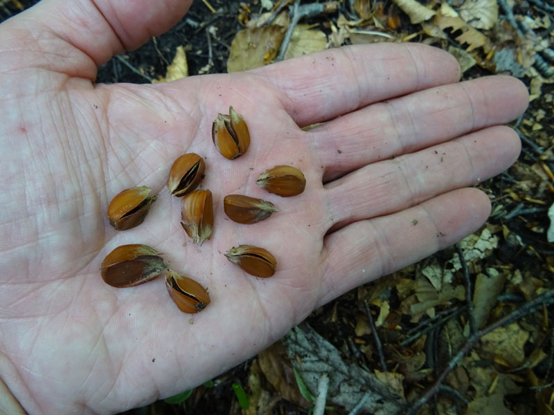 Plantule di....Fagus sylvatica